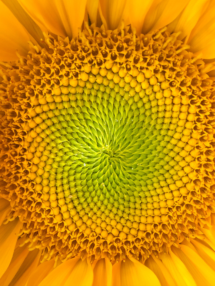 Close up of sunflower center with seeds