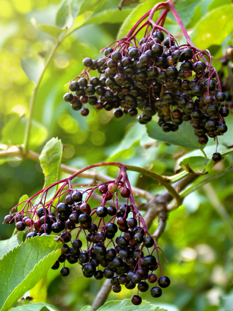 Close up of elderberry growing on a tree